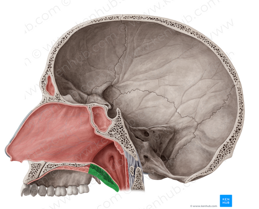 Soft palate (#7593)