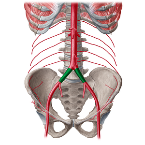 Common iliac artery (#21557)