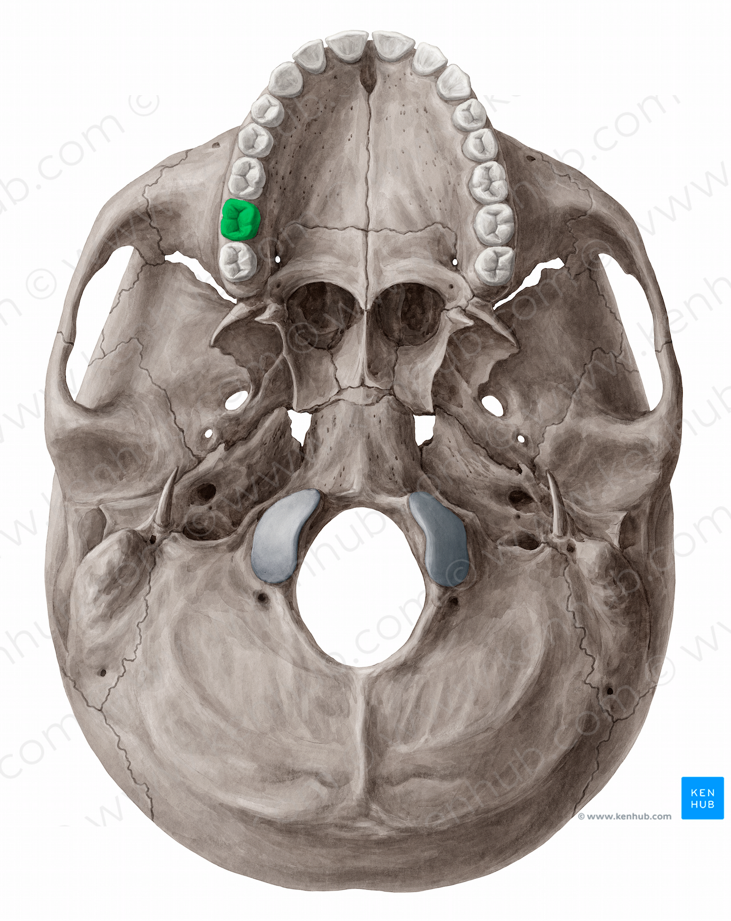 Maxillary right second molar tooth (#12827)