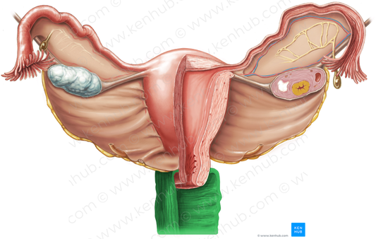 Vagina (#9884)