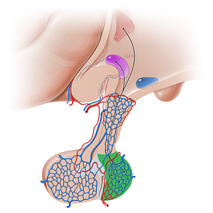 Pars nervosa of hypophysis (#16232)