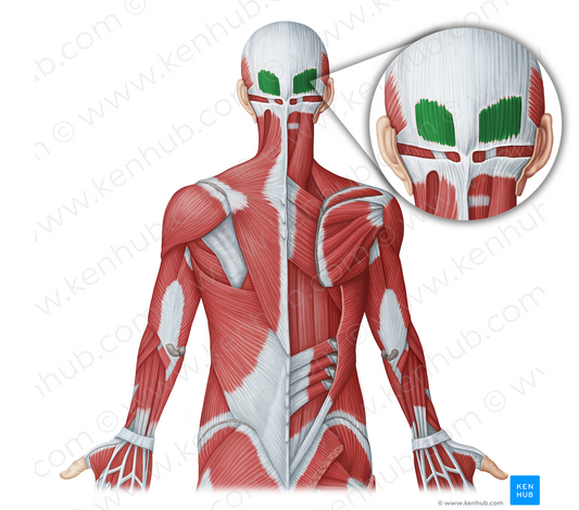 Occipitalis muscle (#18997)