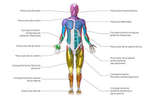 Muscular system (Spanish)