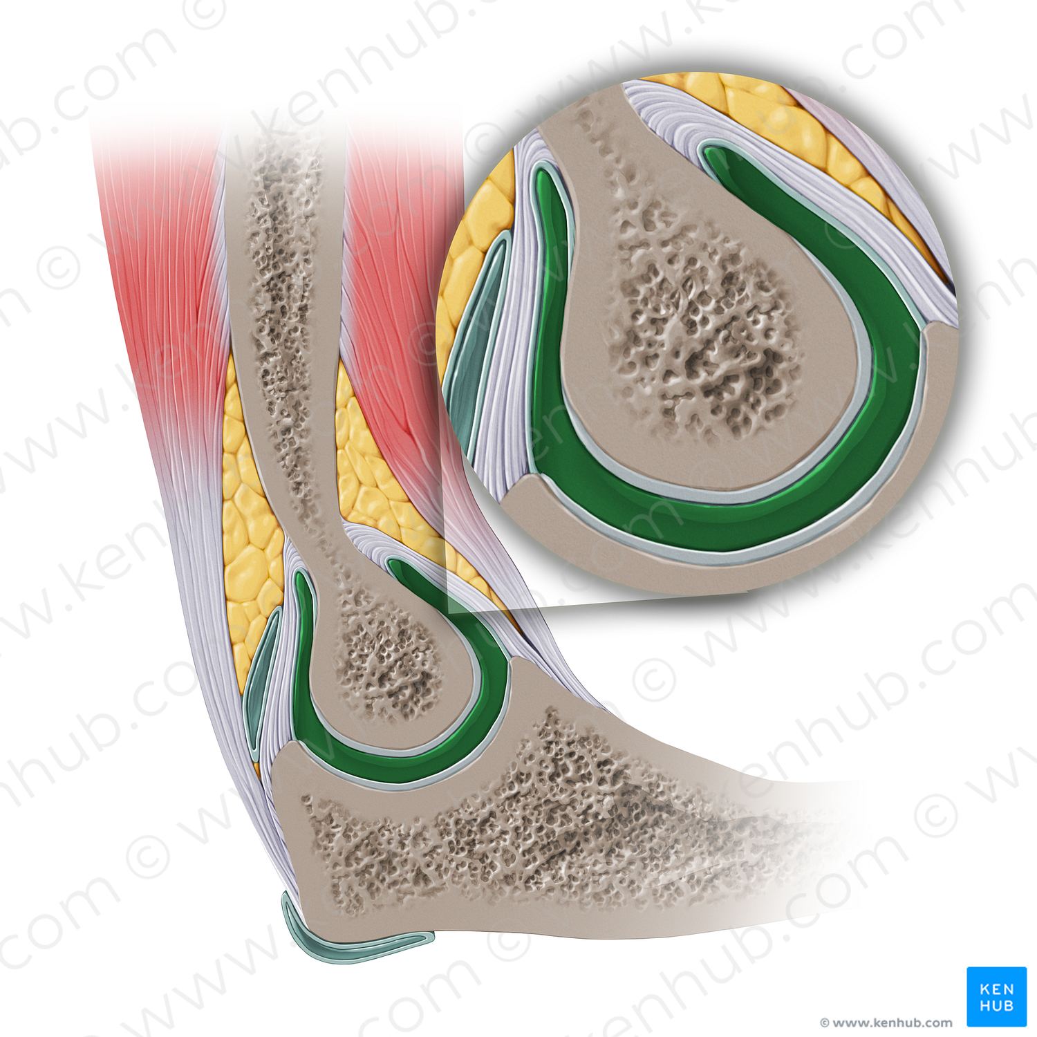 Articular cavity of elbow joint (#14138)