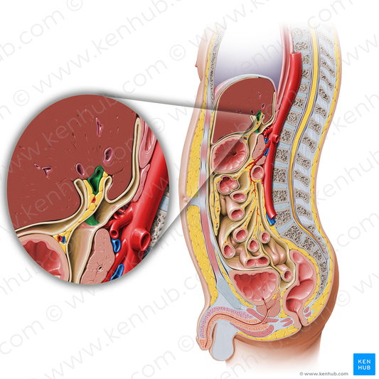 Hepatic portal vein (#10476)