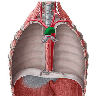 Aortic arch (#826)