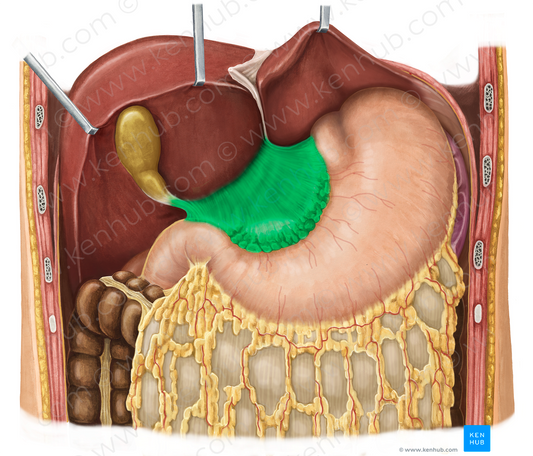 Lesser omentum (#7328)