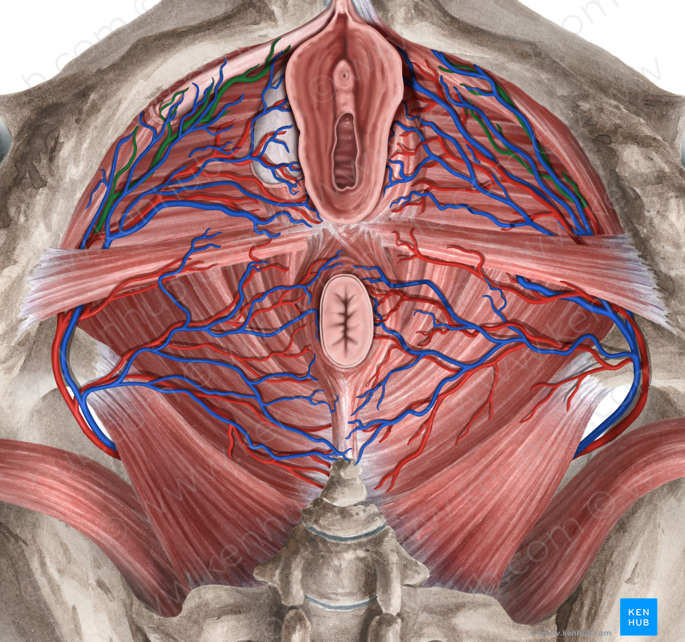 Deep artery of clitoris (#1650)