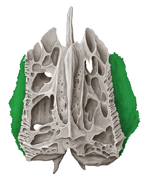 Orbital plate of ethmoid bone (#4405)