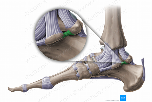 Medial talocalcaneal ligament (#11242)