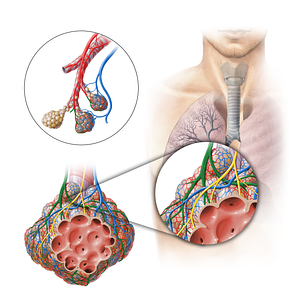 Pulmonary arteriole (#11305)