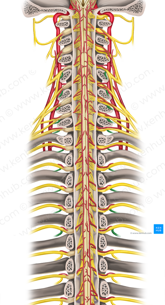 Posterior rami of spinal nerves C4-T5 (#8543)