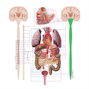 Parasympathetic nervous system (#18624)