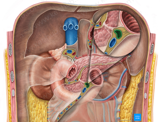 Superior mesenteric artery (#1526)