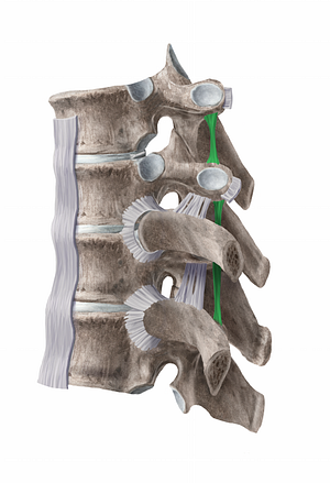 Intertransverse ligament (#11259)