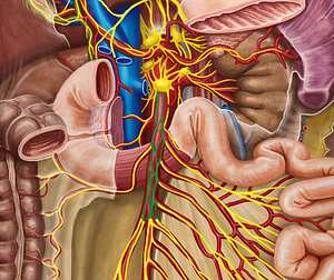 Superior mesenteric plexus (#8009)