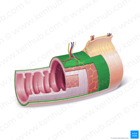 Outer longitudinal layer of muscular coat (#21861)