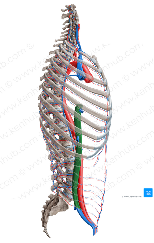 Inferior vena cava (#16370)