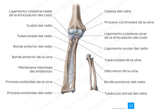 Radius and ulna (Spanish)