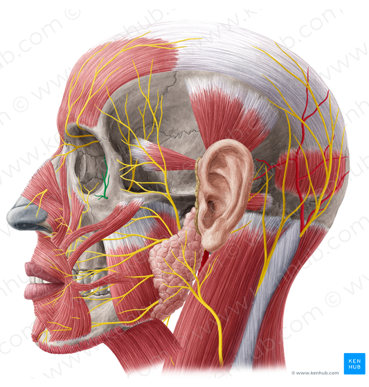 Zygomaticofacial nerve (#6913)