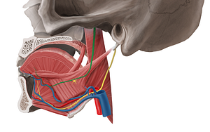 Lingual nerve (#6537)