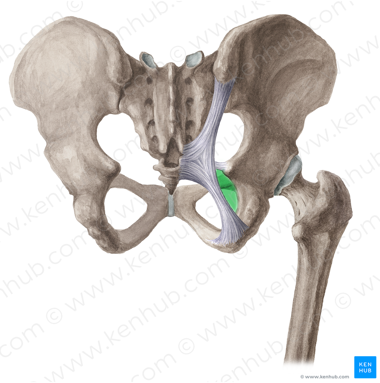 Lesser sciatic foramen (#15379)