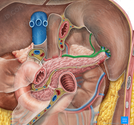 Splenic artery (#1805)