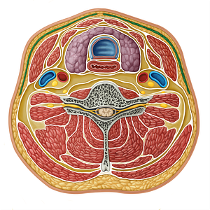 Platysma muscle (#17304)