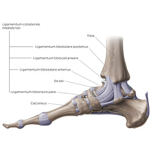 Ankle joint: Medial view (Latin)
