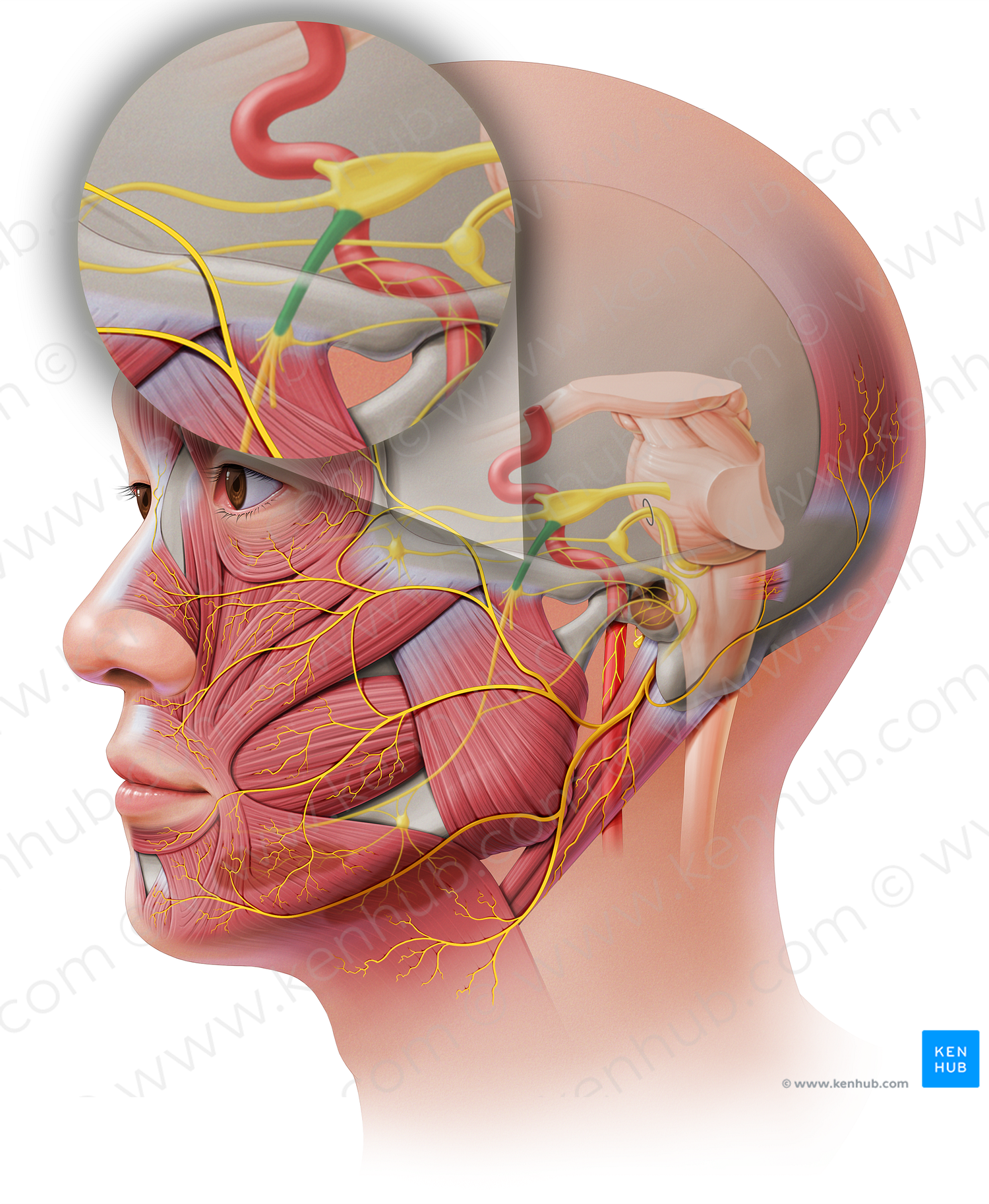 Mandibular nerve (#6549)