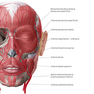 Arteries of face and scalp (Anterior view: superficial) (Spanish)