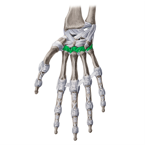 Palmar carpometacarpal ligaments (#4454)