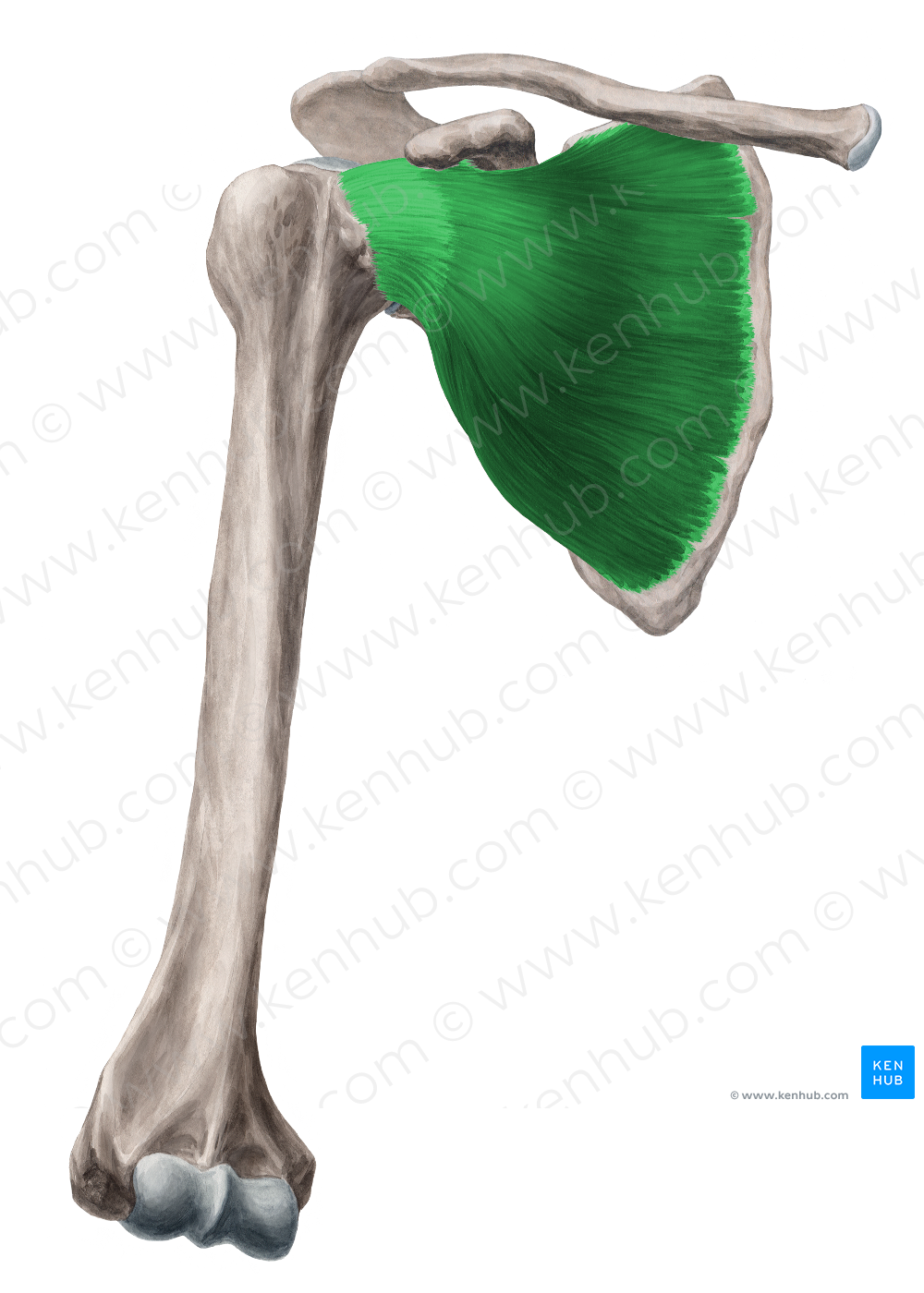 Subescapular Human anatomy pictures and illustrations – Kenhub Image License Store