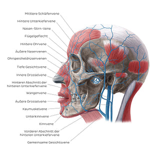 Veins of face and scalp (Lateral view) (German)