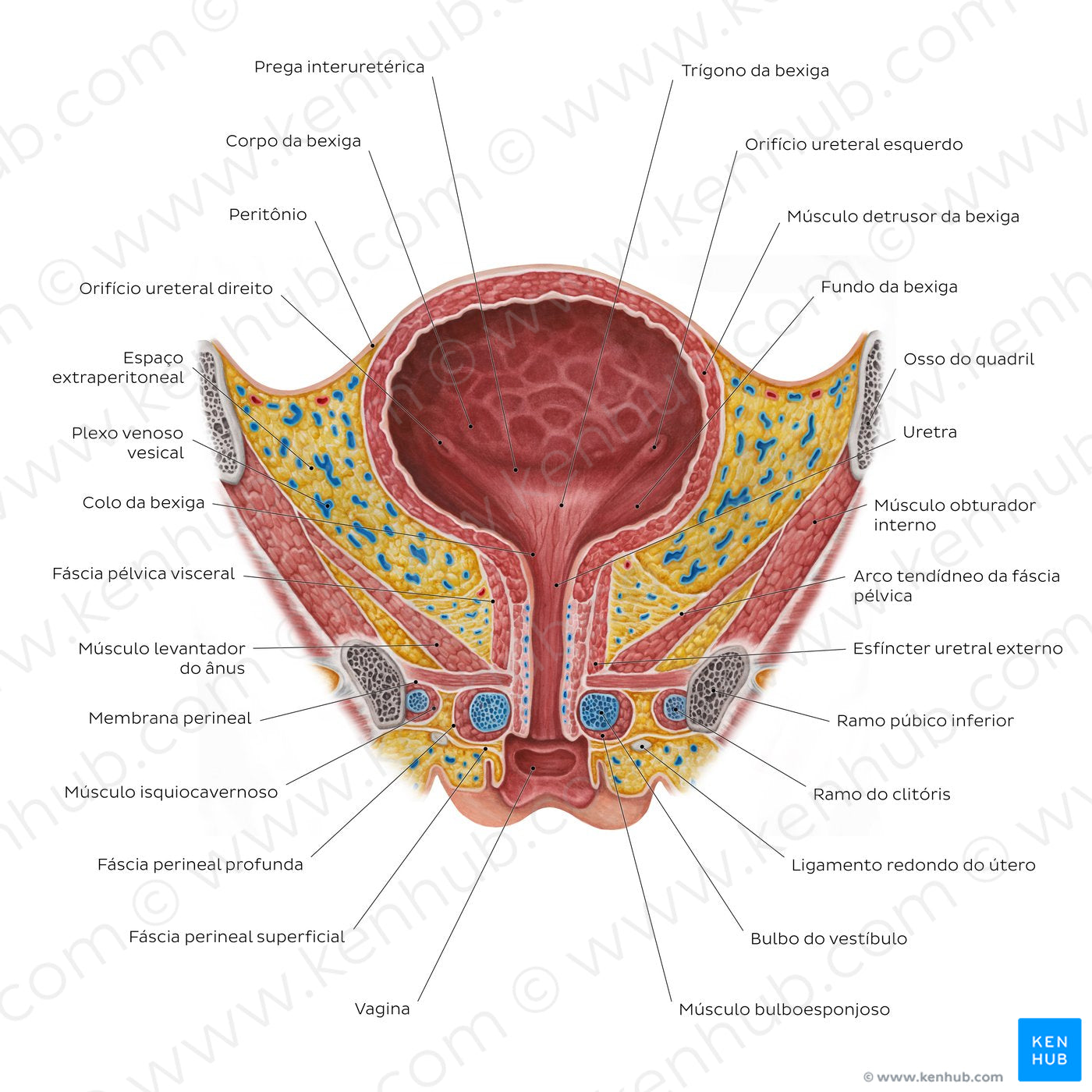 Female urinary bladder (Portuguese)