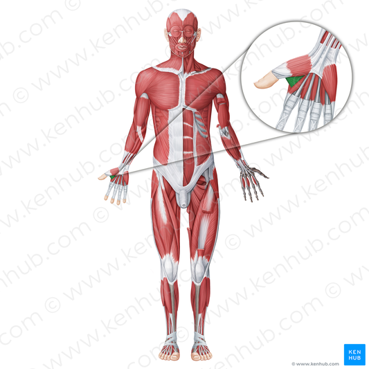 Adductor pollicis muscle (#18641)