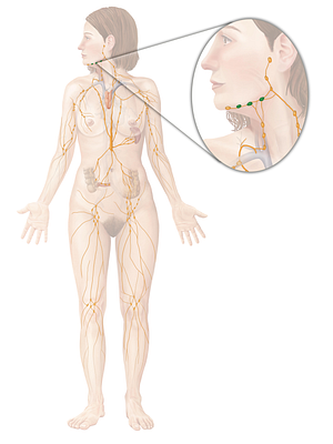 Submandibular lymph nodes (#6943)