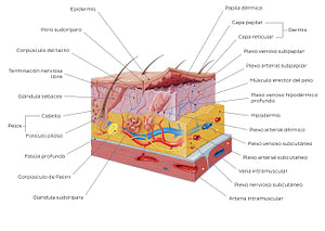 Integumentary system (Spanish)