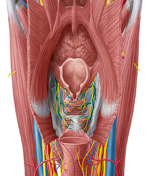 Superior laryngeal artery (#1476)