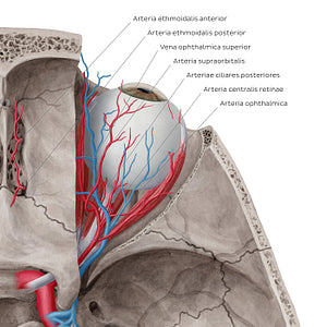 Arteries and veins of orbit (Superior view) (Latin)