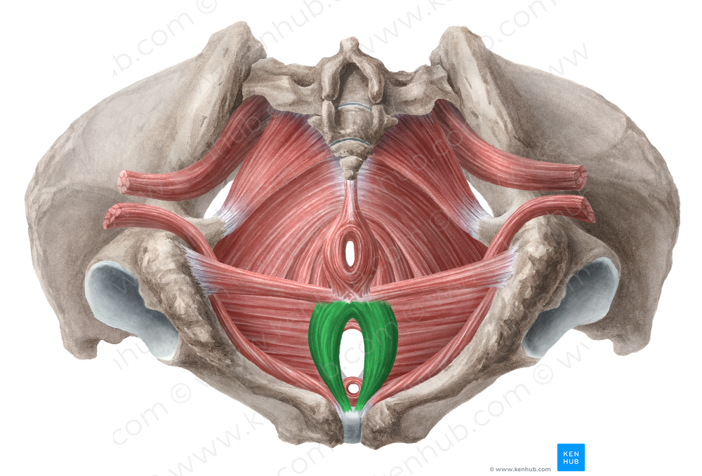 Bulbospongiosus muscle (female) (#5250)