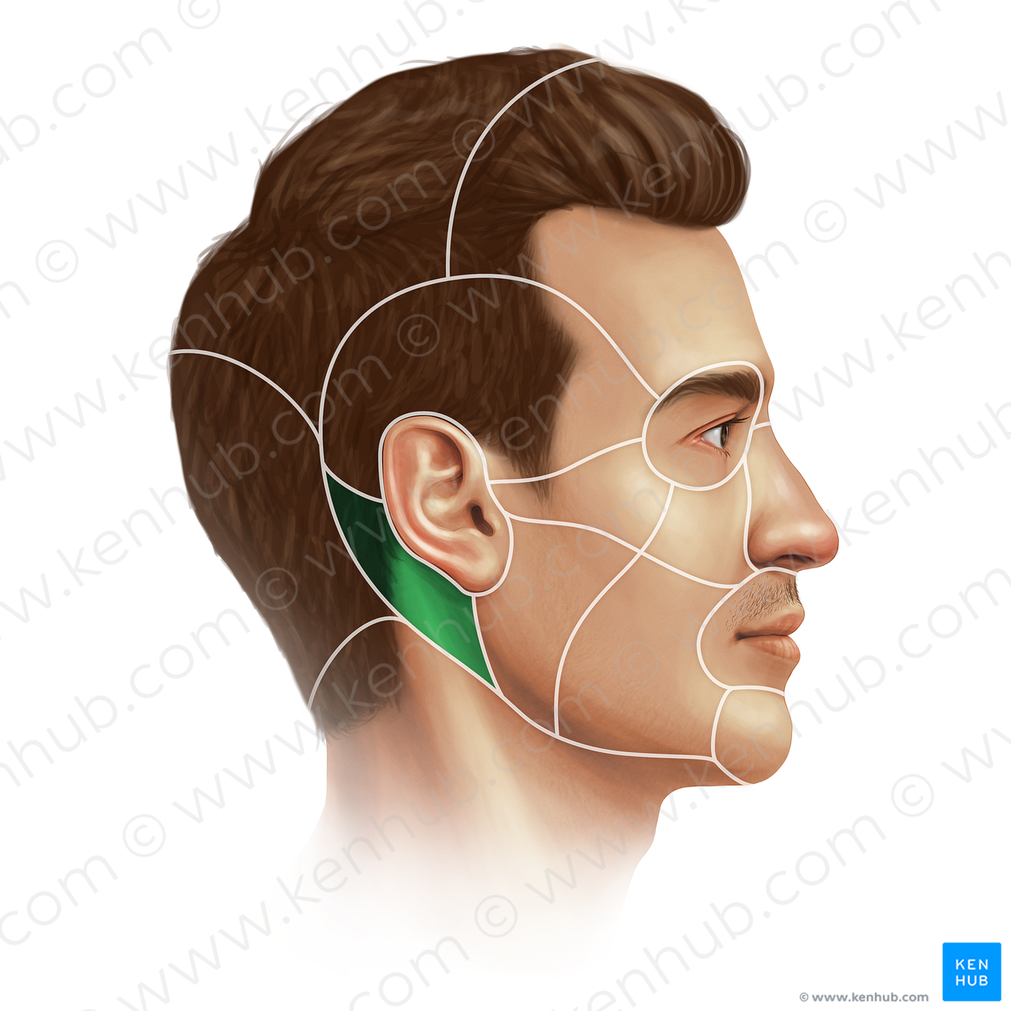 Mastoid region (#20673)