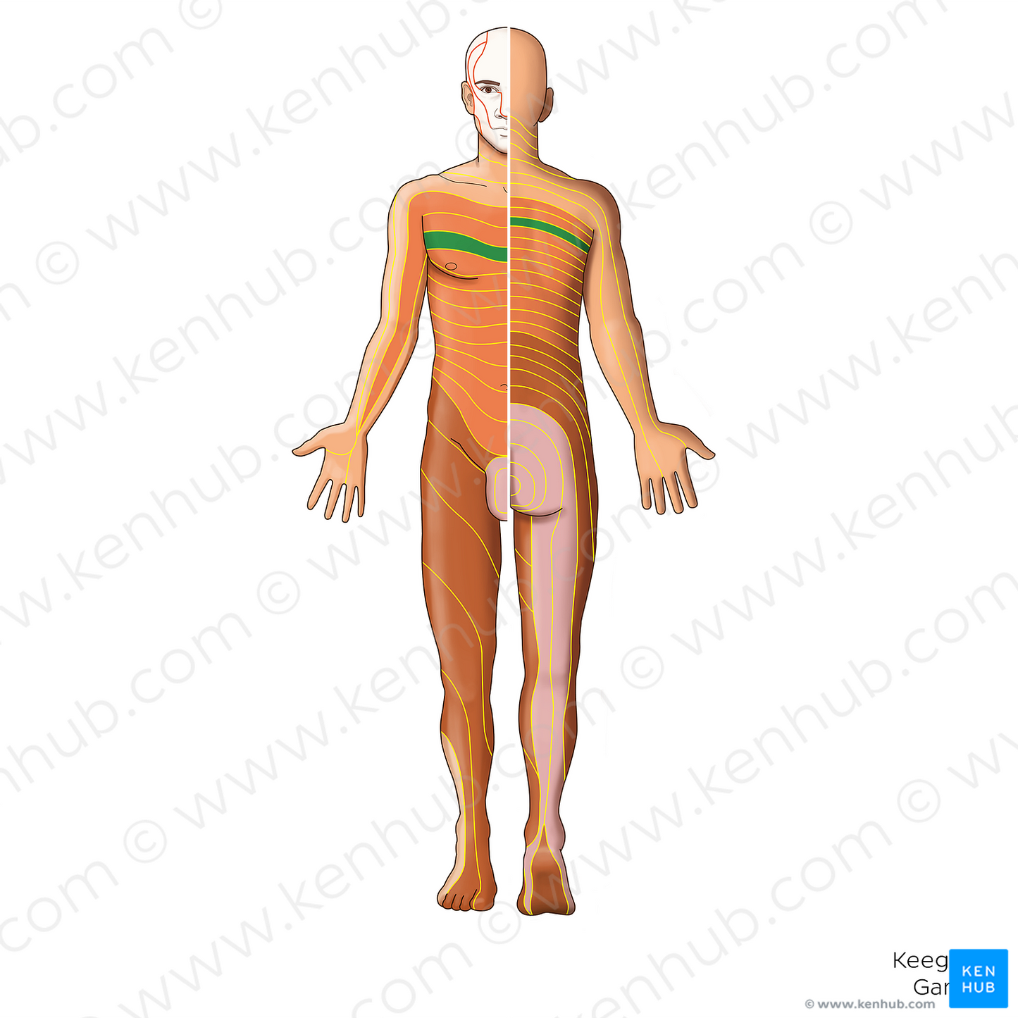 T3 dermatome (#20879)