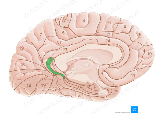 Brodmann area 30 (#18038)