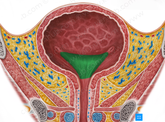 Trigone of urinary bladder (#9565)