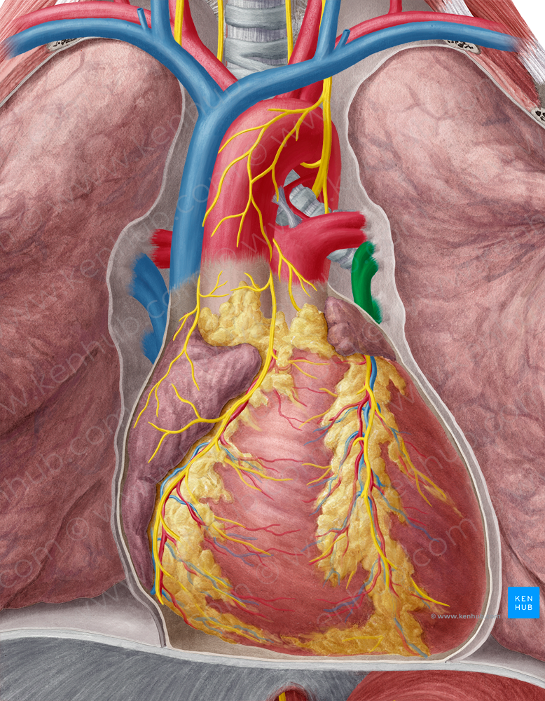 Left pulmonary veins (#10204)