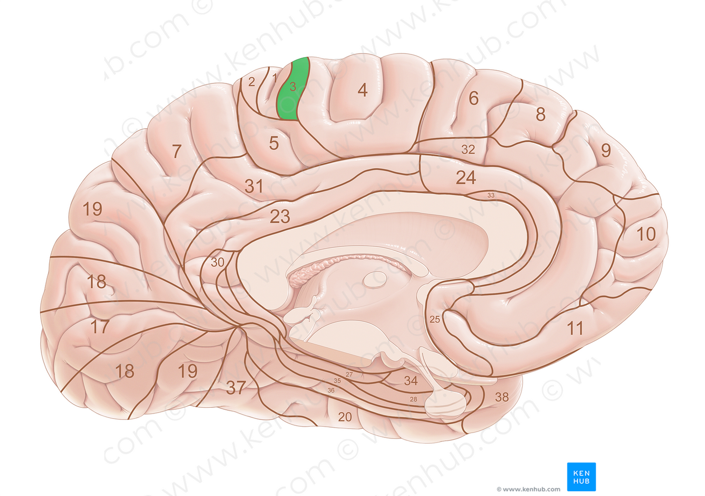 Brodmann area 3 (#18006)