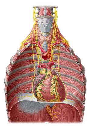 Cardiac plexus (#7963)