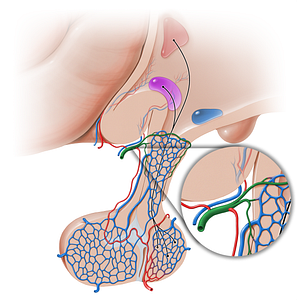 Superior hypophyseal artery (#16236)