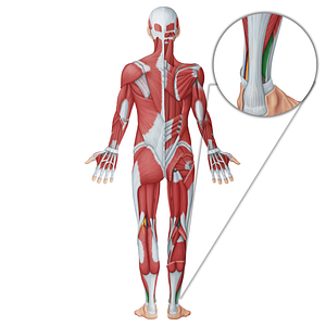 Fibularis brevis muscle (#18672)